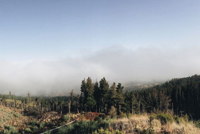 Serene landscape capturing a foggy morning over forested hills with a clear blue sky. Ideal for nature-focused content, environmental projects, relaxation themes, or scenic background visuals.