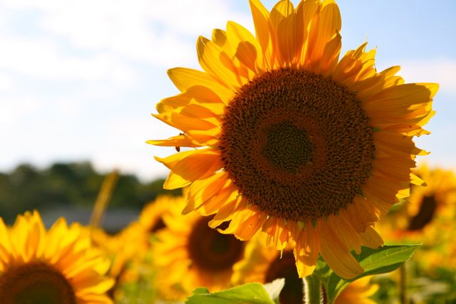 Yellow Brown Sun Flower during Daytime - Download Free Stock Photos Pikwizard.com