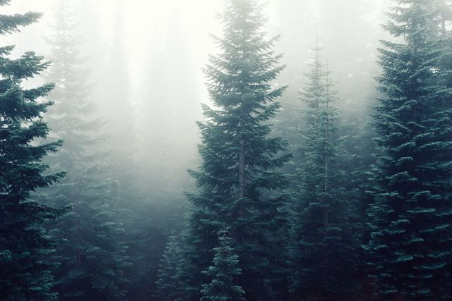 Misty Pine Forest with Dense Fog - Download Free Stock Photos Pikwizard.com