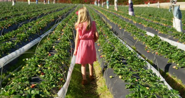 Young girl in pink dress walking through rows of strawberry plants in agricultural field. Ideal for content related to farming, agriculture, rural life, nature, outdoor activities, and family outings.