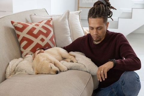 Kneeling man gently touching sleeping golden retriever puppy on cozy beige sofa in modern home
