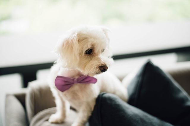 Cute White Dog Wearing Purple Bow Tie Sitting on Couch - Download Free Stock Photos Pikwizard.com