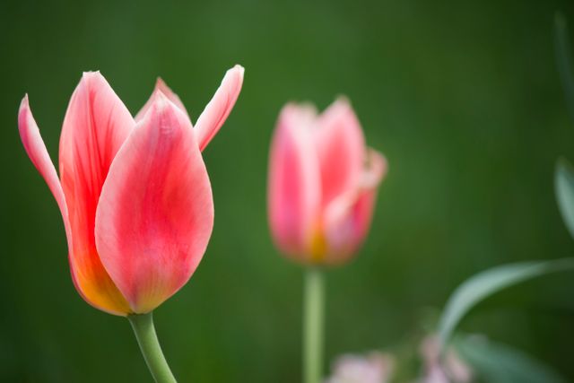 Features a vivid close-up of pink tulips blooming with soft focus effect. Ideal for use in floral decorations, gardening websites, spring-themed projects, botanical studies, and nature blogs.