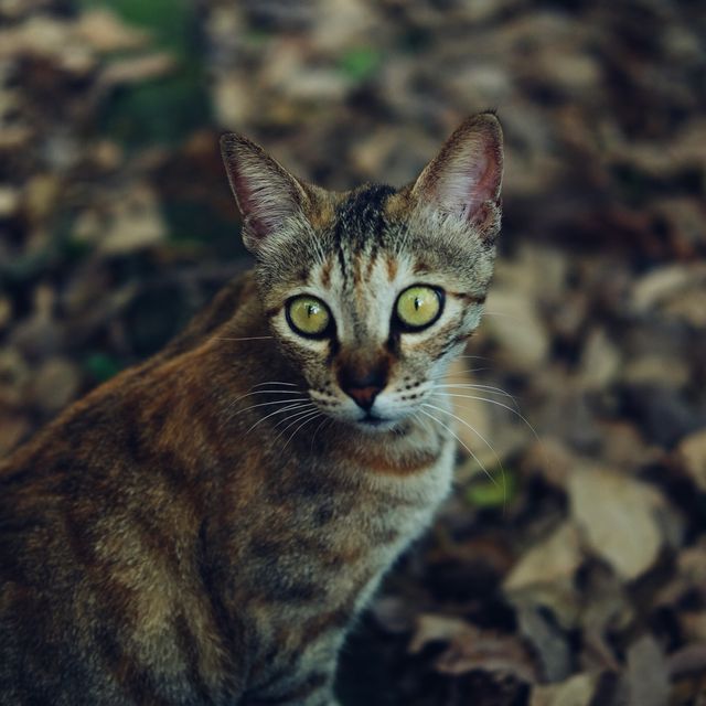 Curious Domestic Cat in Autumn Leaves - Download Free Stock Photos Pikwizard.com