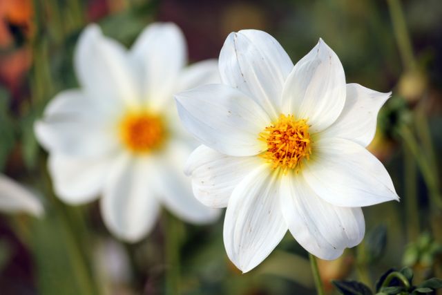 This photo shows a close-up of white flowers with yellow centers blooming in a garden. The image captures the delicate petals and vibrant colors, making it suitable for use in gardening blogs, nature websites, and floral-themed designs. It conveys a sense of freshness and natural beauty, ideal for spring-related content and seasonal promotions.