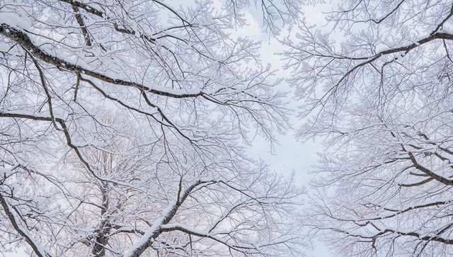 Snow-covered tree canopy framing pale winter sky for minimal seasonal design