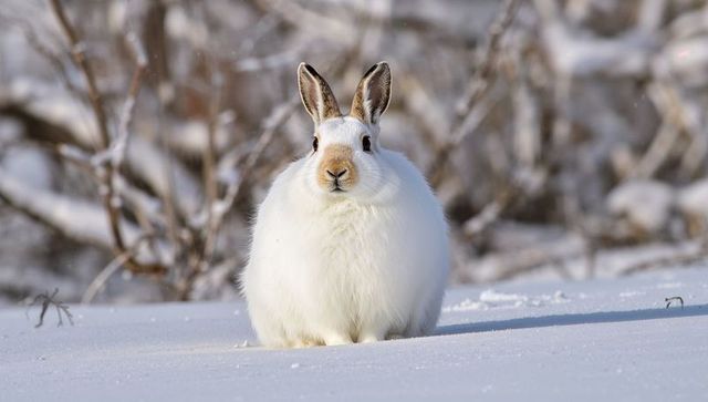 Compact arctic hare sitting on snow facing camera with fluffy white winter coat