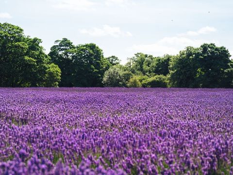 Lavender Field in Full Bloom with Green Trees in Background