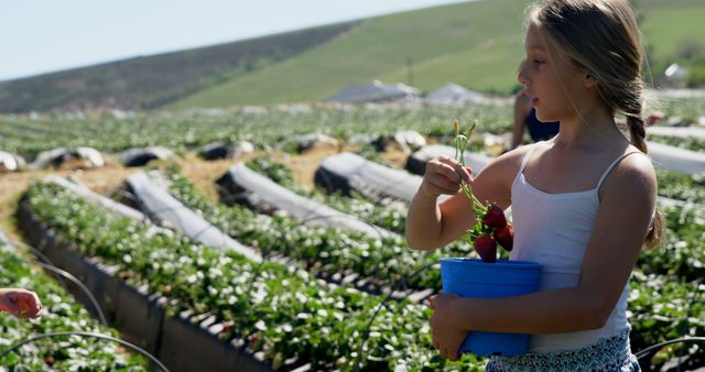 Young girl holding blue bucket harvesting fresh strawberries in vast countryside field. Potential use in articles about farming, outdoor activities for children, sustainable agriculture, rural economies, summer fruit harvests, or healthy food sources.