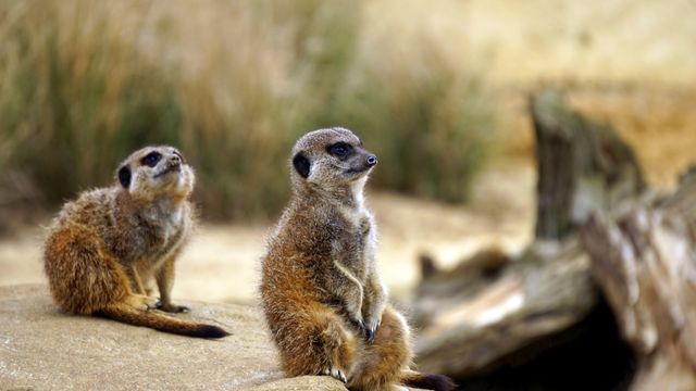 Two meerkats are seen sitting on a rock. One is in the foreground looking forward, and the other is behind looking sideways. The background consists of blurred natural elements like grass and rocks. This photo could be ideal for wildlife articles, nature magazines, children's educational materials, and animal behavior studies.