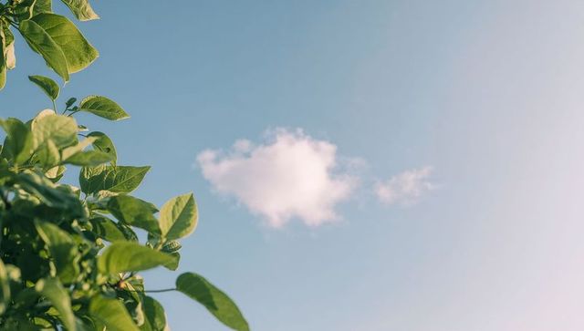 Sunlit green leaves framing clear blue sky with single fluffy cloud and copy space