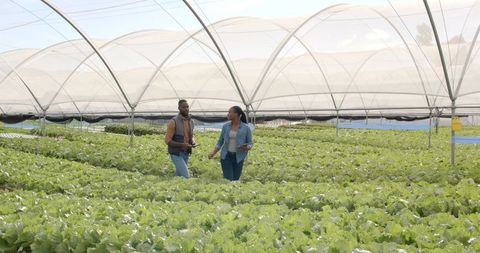 Farmers Assessing Growth in Modern Hydroponic Greenhouse