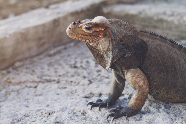 Close-up of a rock iguana standing on sunlit ground. Perfect for use in articles about wildlife, reptile behavior, exotic animals, natural habitats, and tropical ecosystems. Ideal for nature-themed advertising, educational materials, and wildlife conservation campaigns.