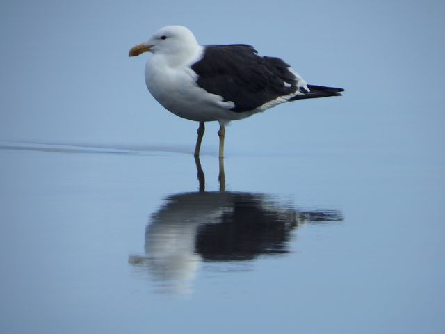 Seagull standing quietly on still water, its reflection clearly visible below. Perfect for nature-themed projects, promoting peace and tranquility, or use in coastal and wildlife decoration, websites, or illustration articles discussing seagulls and their habitats.