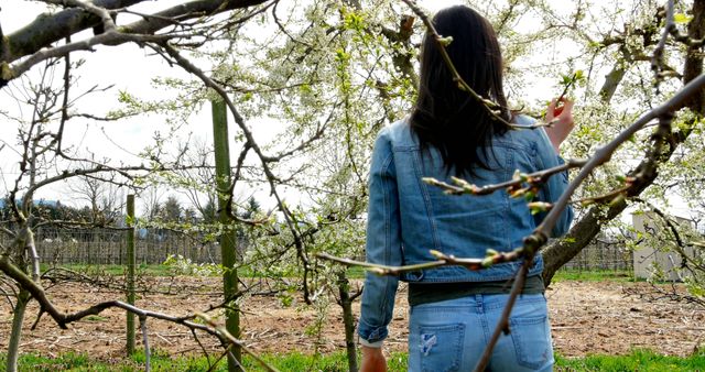 A woman with long hair, wearing a denim jacket and jeans, is exploring an orchard filled with blooming trees. Perfect for themes related to nature, springtime, outdoor activities, gardening, casual fashion, and tranquility.