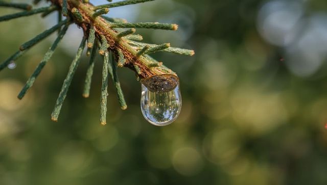 Single dew droplet reflecting forest on pine needle macro closeup with soft sunlit bokeh