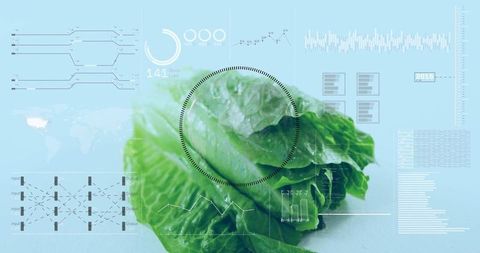 Romaine lettuce undergoing futuristic scan with augmented reality hud analytics overlay