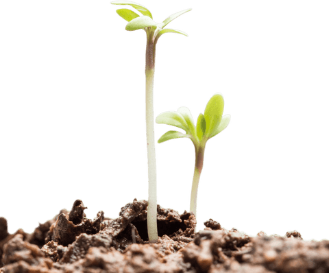 transparent seedlings sprouting from rich soil texture - Download Free Stock Videos Pikwizard.com
