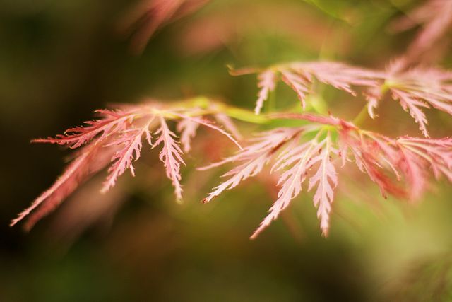 Close-up capturing the intricate beauty of pink leaves on a Japanese maple tree branch. Ideal for nature-themed designs, botanical studies, gardening blogs, and decorative prints. Highlights the delicate texture and vibrant color, bringing a touch of nature indoors.