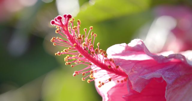 Close up of pink flower in sunny nature - Download Free Stock Photos Pikwizard.com