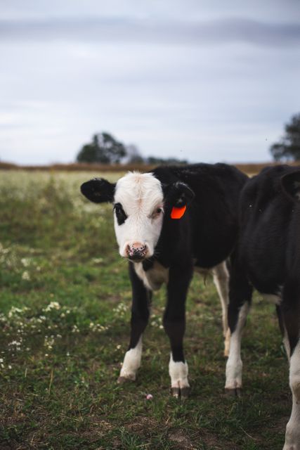 Curious calf standing in a green pasture with an overcast sky. Suitable for themes related to farming, livestock, agriculture, rural life, animal husbandry, and dairy industry.
