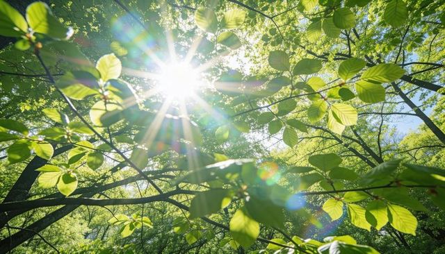 Sunstar Sunlight Filtering Through Backlit Leaves in Lush Green Forest Canopy, Vibrant Foliage
