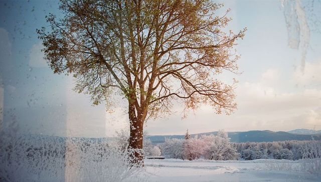 Serene Winter Landscape with Snow-Covered Tree