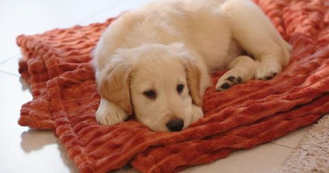 Golden Retriever Puppy Lying on Rust Plush Blanket Cozy Indoor Pet Portrait for Lifestyle
