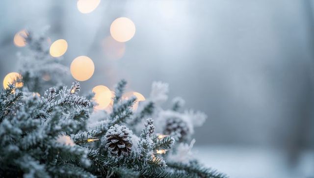 Frost-dusted fir branches with pinecones and warm bokeh lights for winter holiday mood