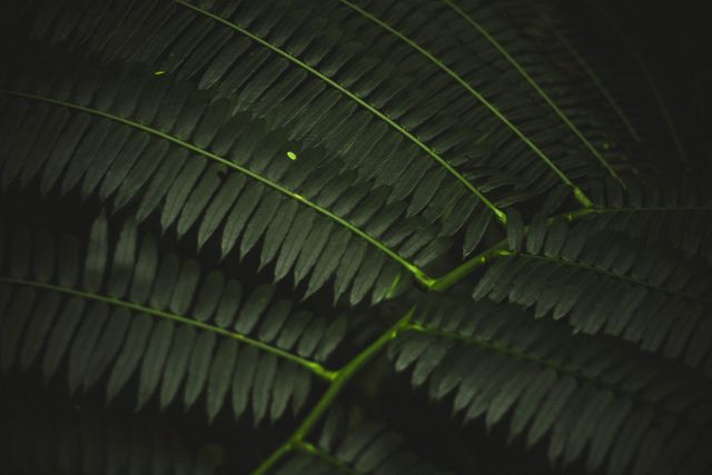 Dark Tropical Green Fern Leaves in Natural Shadow - Download Free Stock Photos Pikwizard.com