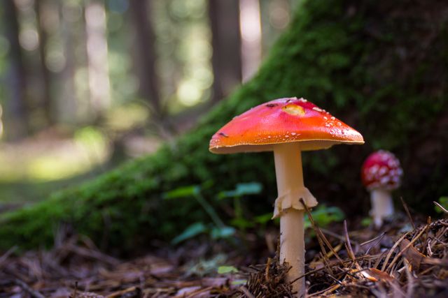 A vibrant red fly agaric mushroom growing on the forest floor with another mushroom in the background. The defocused tree trunk and moss add a serene, natural feel. Suitable for use in nature documentaries, outdoor publications, educational materials about fungi, and autumn-themed decor.