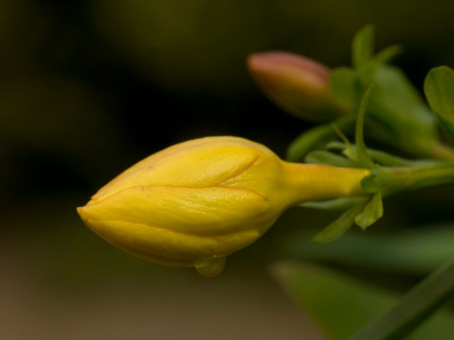 Close-up of a yellow flower bud, focusing on its delicately closed petals and vivid color contrasting against a dark background. The image captures the beauty of early growth in nature. Ideal for use in gardening blogs, botanical studies, nature photography collections, and background images for websites focusing on plants and flowers.