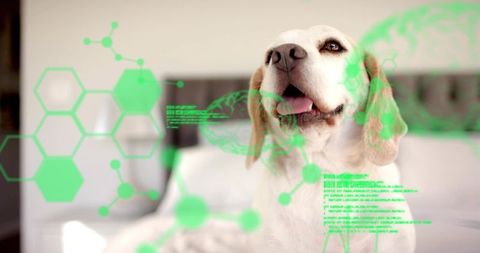 Beagle gazing on bed with neon green augmented reality data overlays, futuristic pet tech