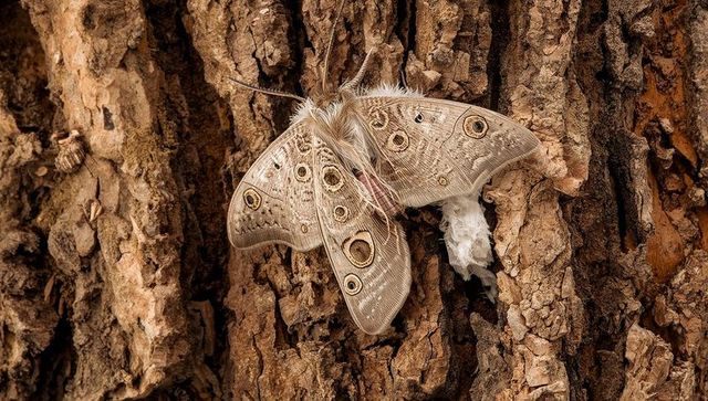 Resting giant silk moth showing eye-spot wings on rugged tree bark with white cocoon