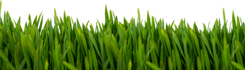 Vivid Green Grass Clearing with Transparent Background - Download Free Stock Videos Pikwizard.com