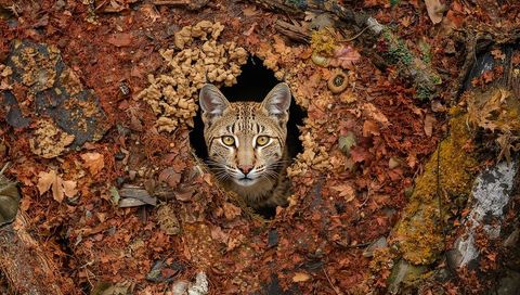 Small spotted wildcat peering from circular hole in oak forest floor with autumn leaves