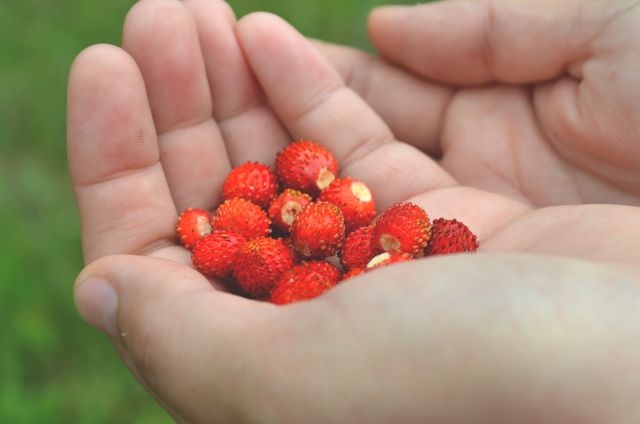 Hands Holding Fresh Wild Strawberries Outdoors - Download Free Stock Photos Pikwizard.com