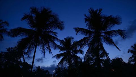 Silhouetting tall palm trees against deep blue twilight sky with layered skyline and clouds