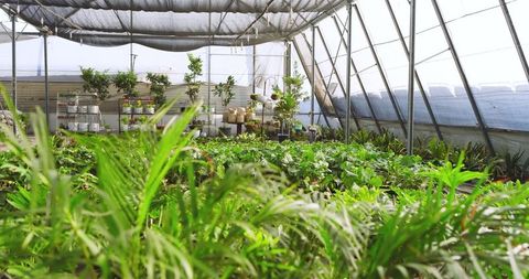 Thriving Seedlings in Eco-Friendly Greenhouse