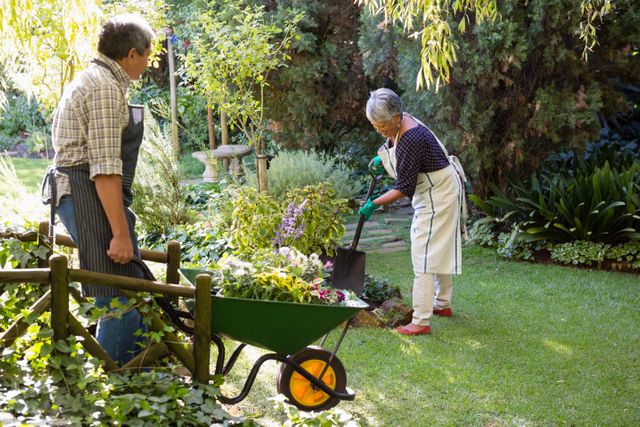 Senior couple enjoying gardening together in a lush backyard on a sunny day. The man is holding a wheelbarrow filled with plants while the woman is using a shovel to tend to the garden. Ideal for use in articles about healthy lifestyles for seniors, retirement activities, gardening tips, and outdoor hobbies.