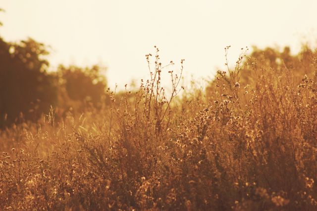 This photo shows a serene golden field at sunset with dry wildflowers bathed in soft sunlight. It can be used for backgrounds, nature-related themes, relaxation, peaceful environments, or countryside living content.