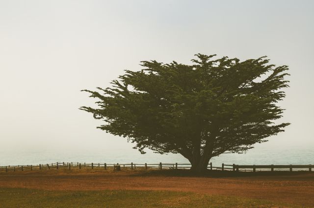 Small tree stands alone in a foggy coastal landscape near the ocean. Tranquil and serene scene ideal for use in nature-themed promotions, relaxation visuals, environmental awareness, or calendar images.