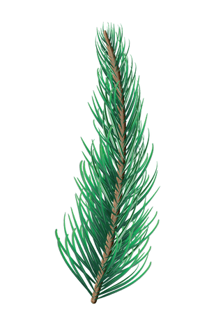 realistic transparent fir branch isolated - Download Free Stock Videos Pikwizard.com