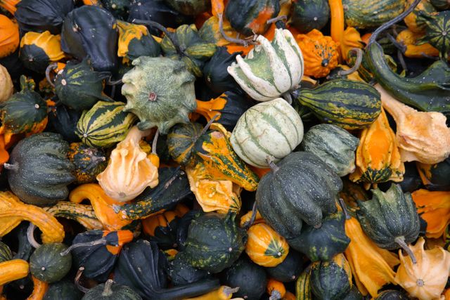 Close up view of multiple pumpkins fallen on the ground. Autumn season concept