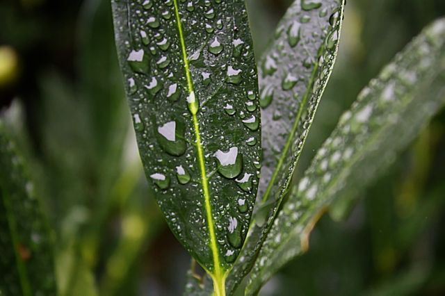 Close-Up of Green Leaves with Rain Droplets - Download Free Stock Photos Pikwizard.com
