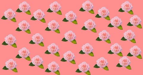 Elegant pink and white rose pattern on pink background