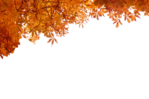 transparent autumn tree branches with vibrant foliage - Download Free Stock Videos Pikwizard.com