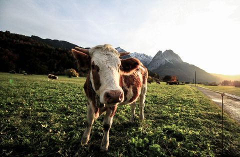 Close-up brown white cow grazing in alpine meadow with mountain range at sunset
