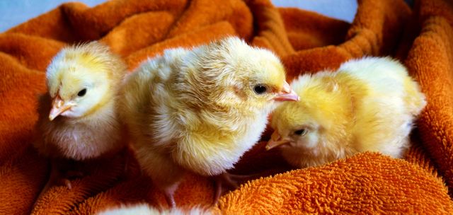 Adorable yellow chicks snuggling closely on a soft, vibrant orange blanket, showcasing their fluffy feathers and innocent expressions. Ideal for use in articles or promotions related to farm animals, pet care, children's stories, and themes of warmth and comfort.