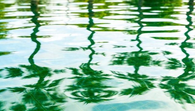 Sunlit palm tree reflections rippling across turquoise pool tiles